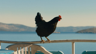 Vignette du film Cocotte