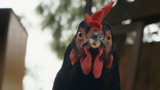 Vignette du film Cocotte