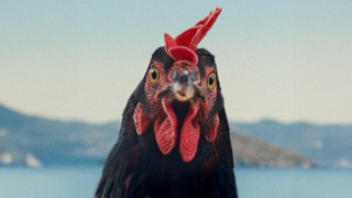 Vignette du film Cocotte