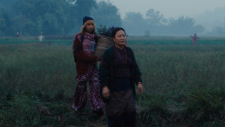 Vignette du film LES ELEPHANTS DANS LA BRUME