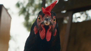 Vignette du film Cocotte