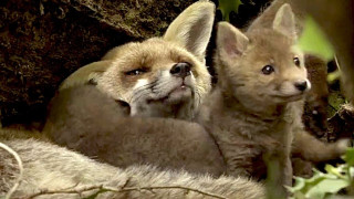 Vignette du film Les Saisons