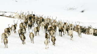 Vignette du film Les Saisons
