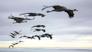 Vignette du film Les Saisons