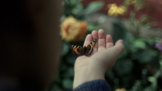 Vignette du film Valeur sentimentale