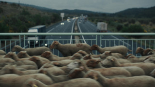 Vignette du film Bergers