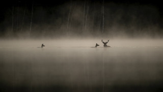 Vignette du film Le Chant des forêts