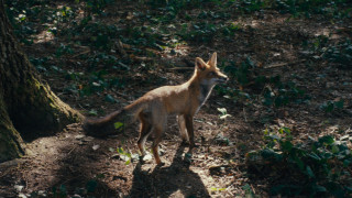 Vignette du film La Danse des renards