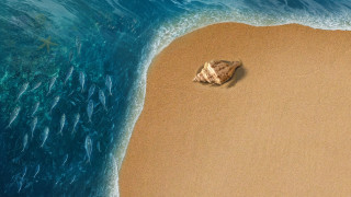 Vignette du film Vaiana, la légende du bout du monde