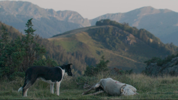 image du film Le berger et les ours