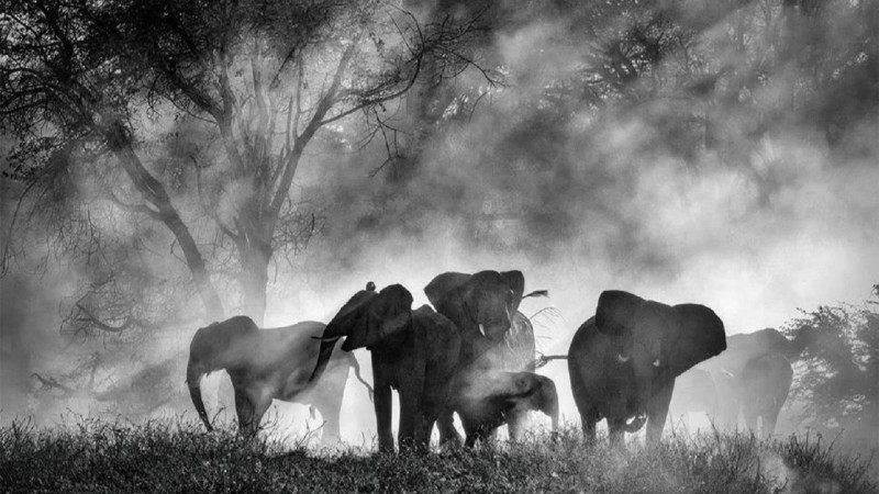 Photo du film Ghost Elephants