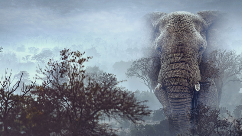Photo du film Ghost Elephants