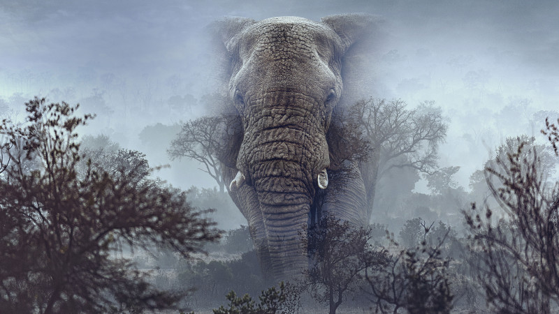 Photo du film Ghost Elephants