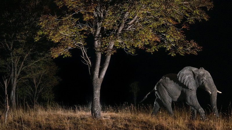 Photo du film Ghost Elephants