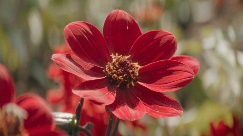 Little Trouble Girls