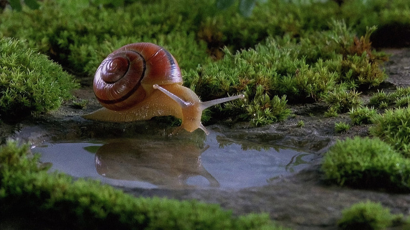 Microcosmos: Le peuple de l&rsquo;herbe