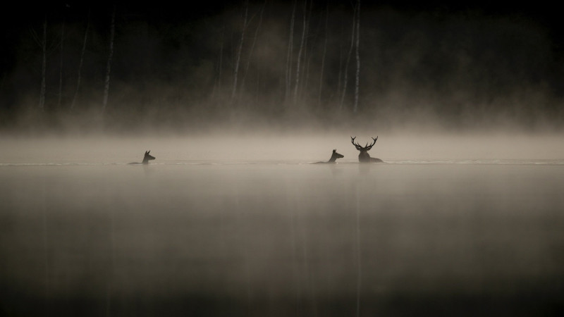 Photo du film Le Chant des forêts