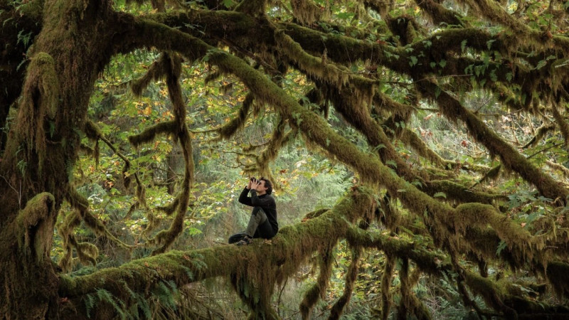 Le Chant des forêts