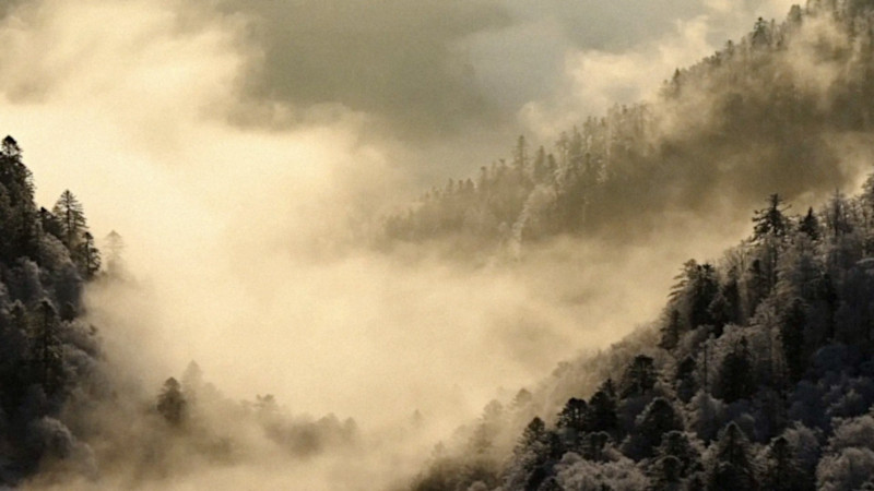 Photo du film Le Chant des forêts