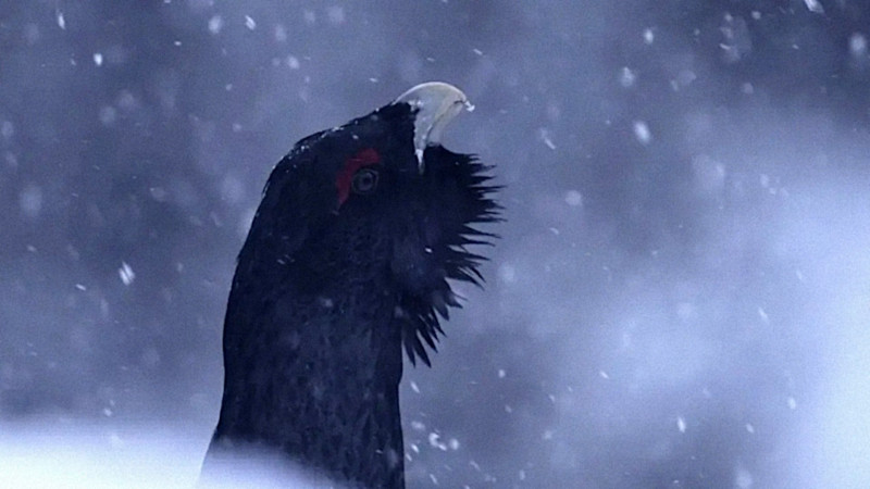 Photo du film Le Chant des forêts
