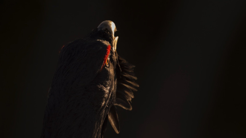Photo du film Le Chant des forêts