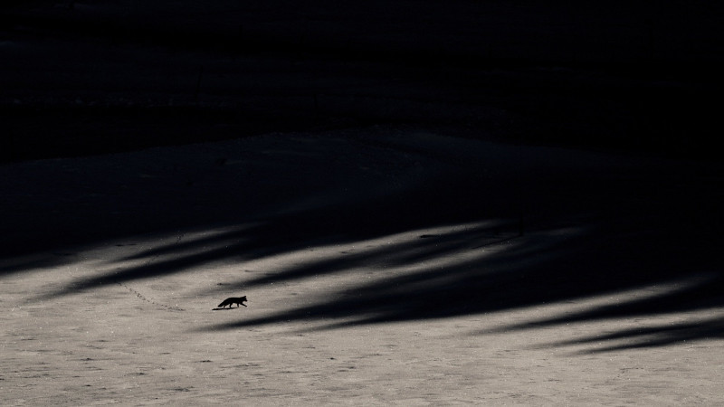 Photo du film Le Chant des forêts