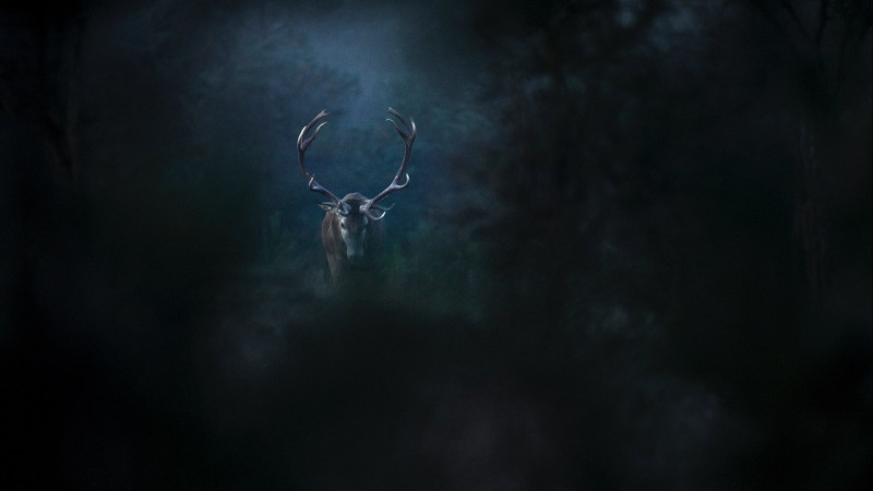 Photo du film Le Chant des forêts