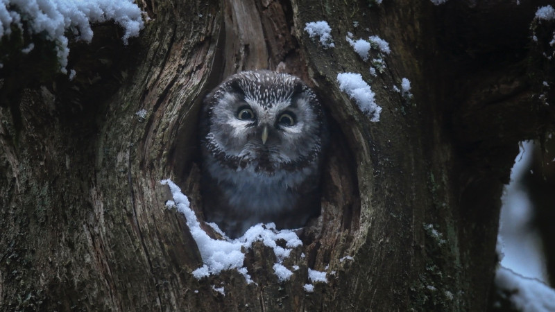 Photo du film Le Chant des forêts