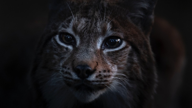 Photo du film Le Chant des forêts