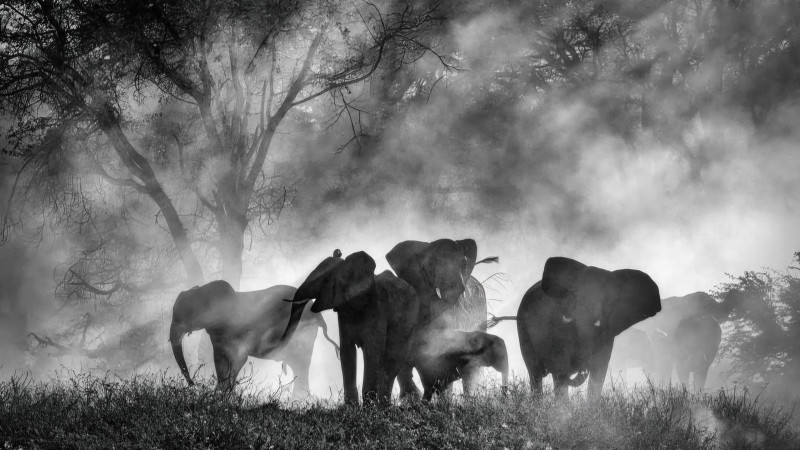 Photo du film Ghost Elephants