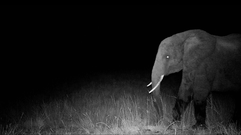Photo du film Ghost Elephants