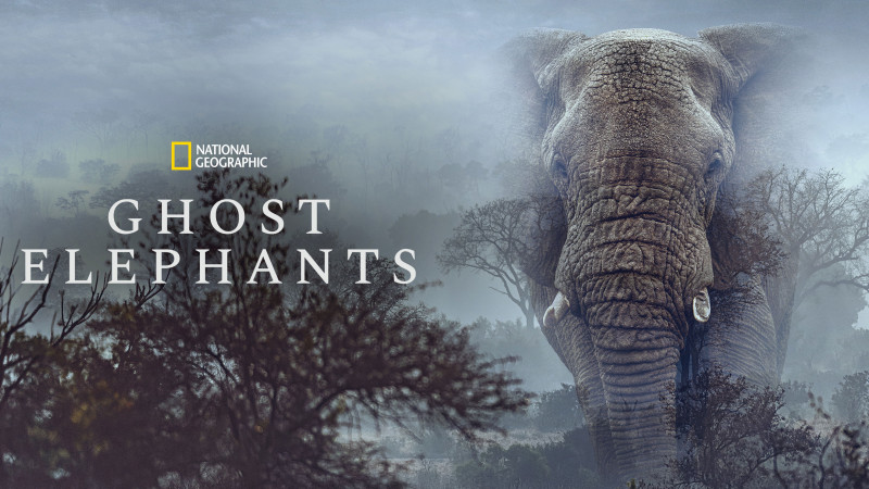 Photo du film Ghost Elephants