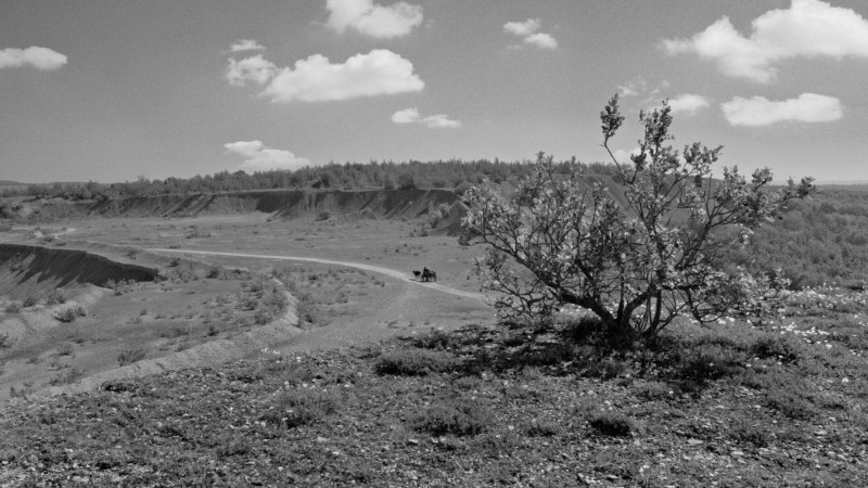 Image du film Rose
