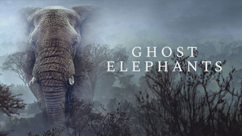 Photo du film Ghost Elephants