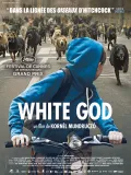 Film - White God